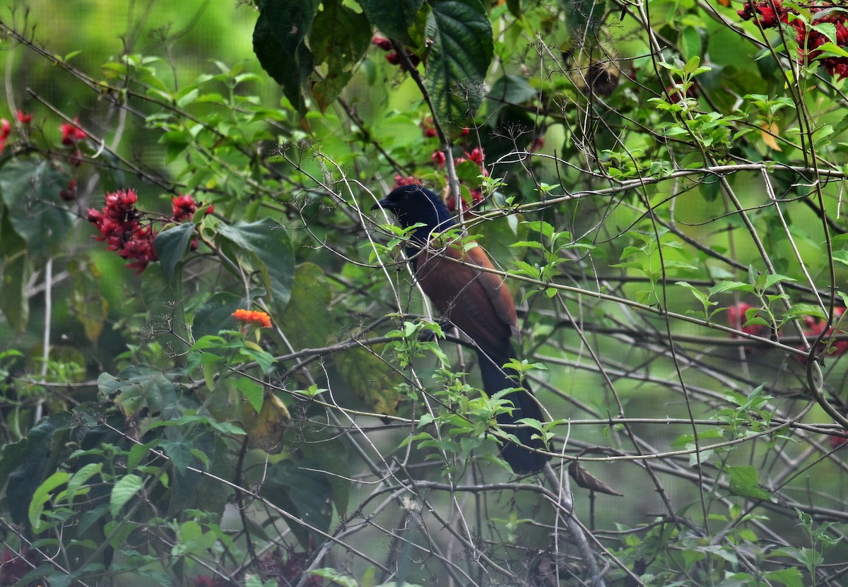 Greater Coucal - ML568163981