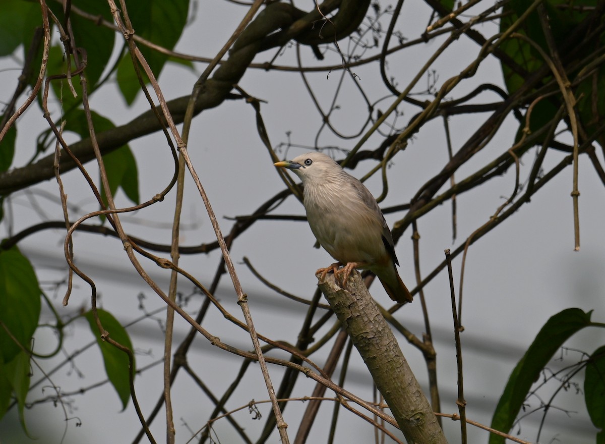 Chestnut-tailed Starling - ML568164051