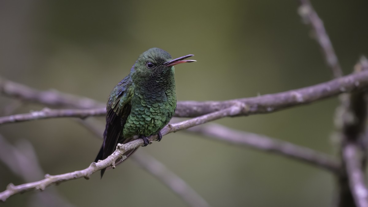 Blue-vented Hummingbird - ML568164141