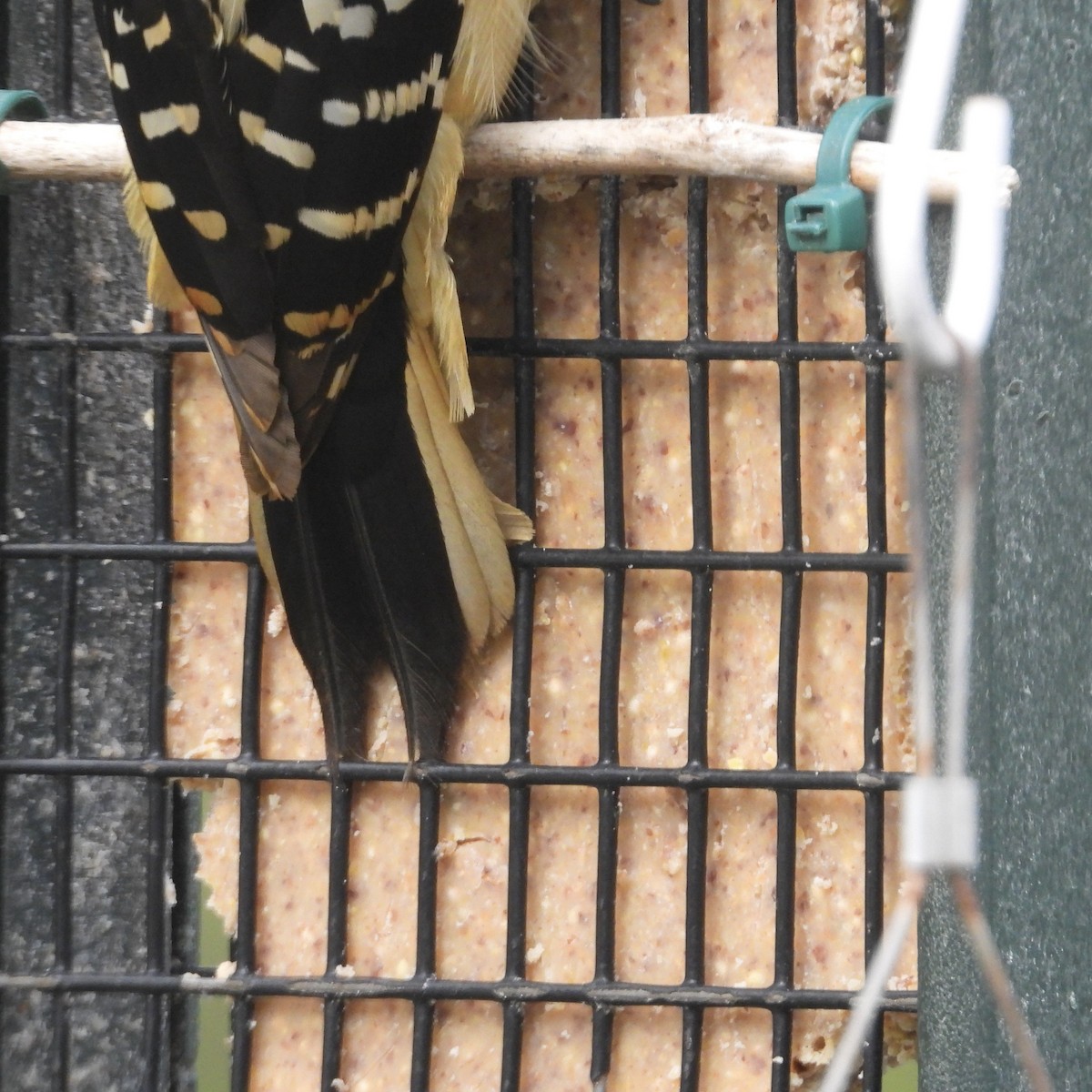 Hairy Woodpecker - ML568165031