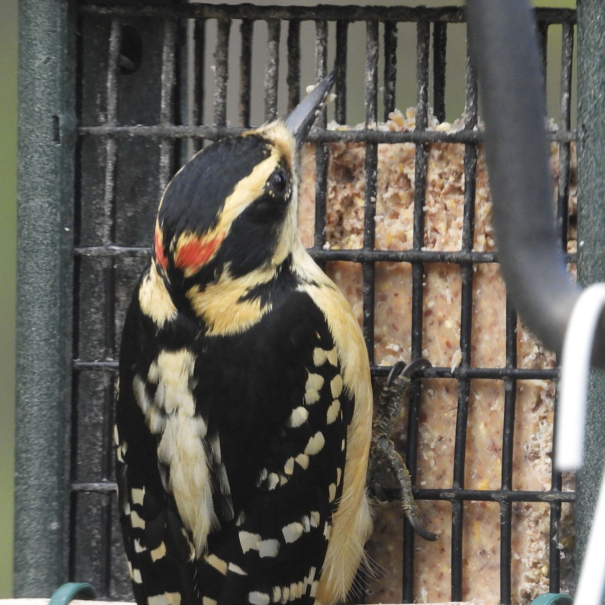 Hairy Woodpecker - ML568165041