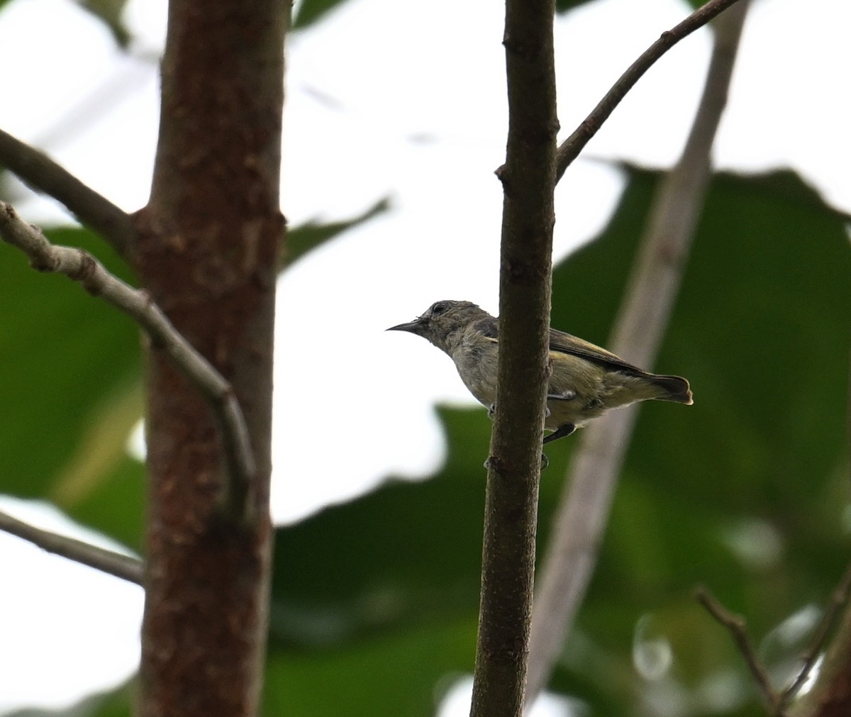 Plain Flowerpecker - ML568165081