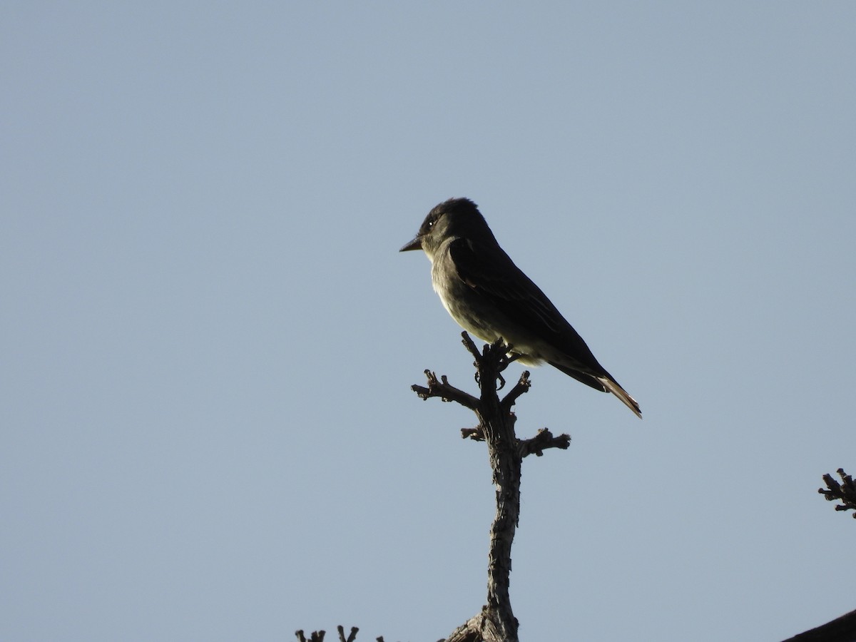 Olive-sided Flycatcher - ML568165551