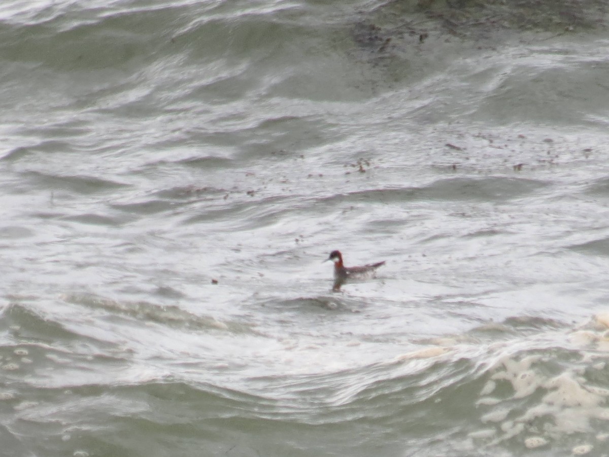 Red-necked Phalarope - ML568165941