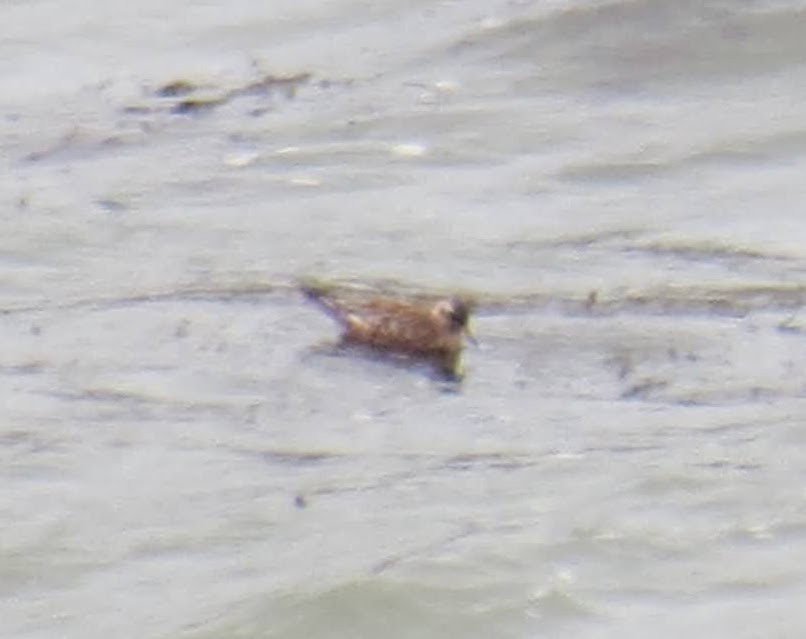 Red Phalarope - ML568165991