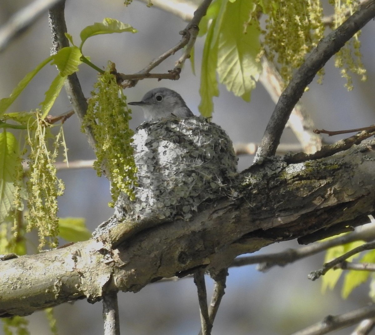 Blue-gray Gnatcatcher - James Estep