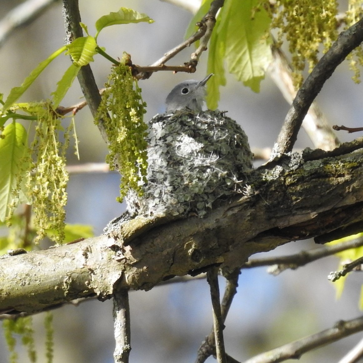 Blue-gray Gnatcatcher - James Estep