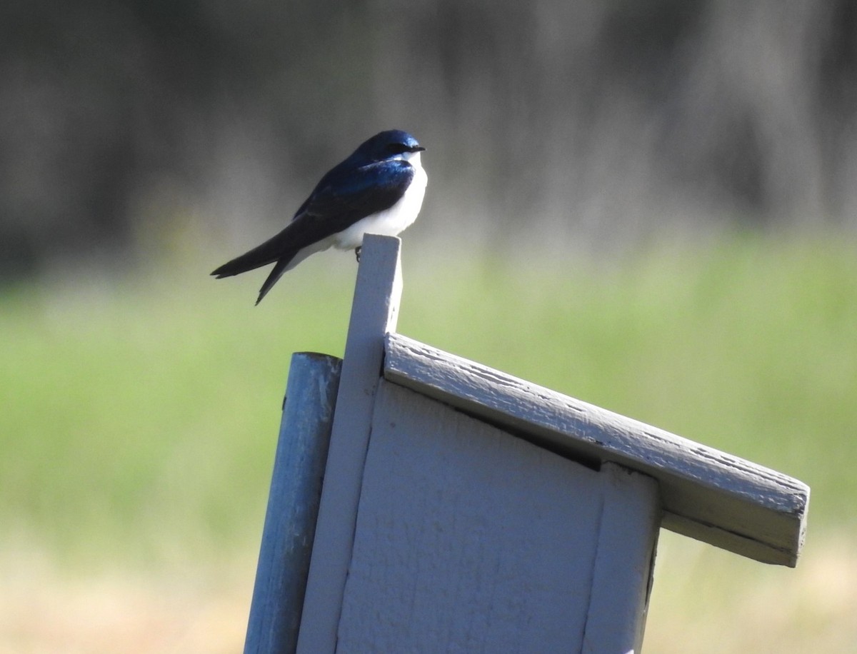 Golondrina Bicolor - ML568167341