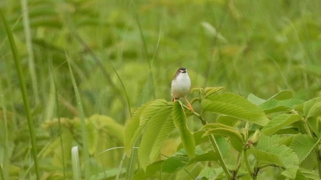 Yellow-eyed Babbler - ML568167961