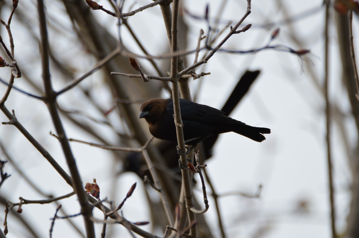 Brown-headed Cowbird - ML56817001