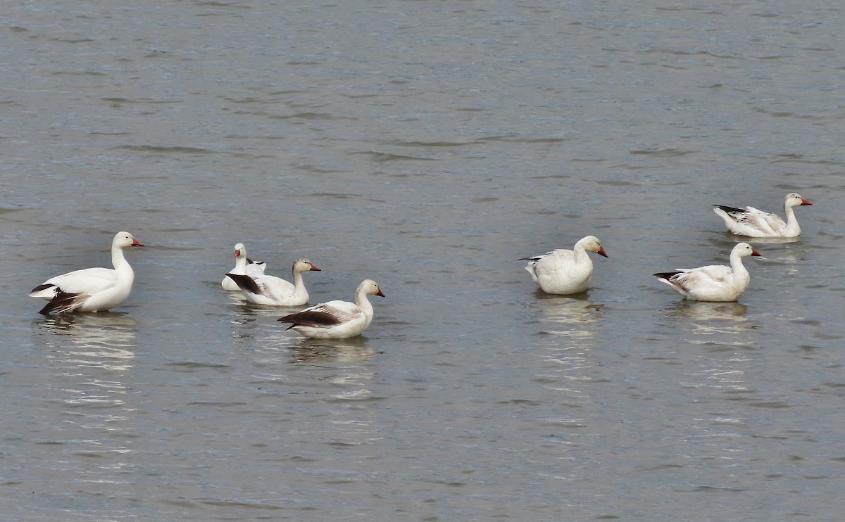 Snow Goose - ML568171291