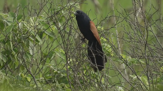 Lesser Coucal - ML568171721