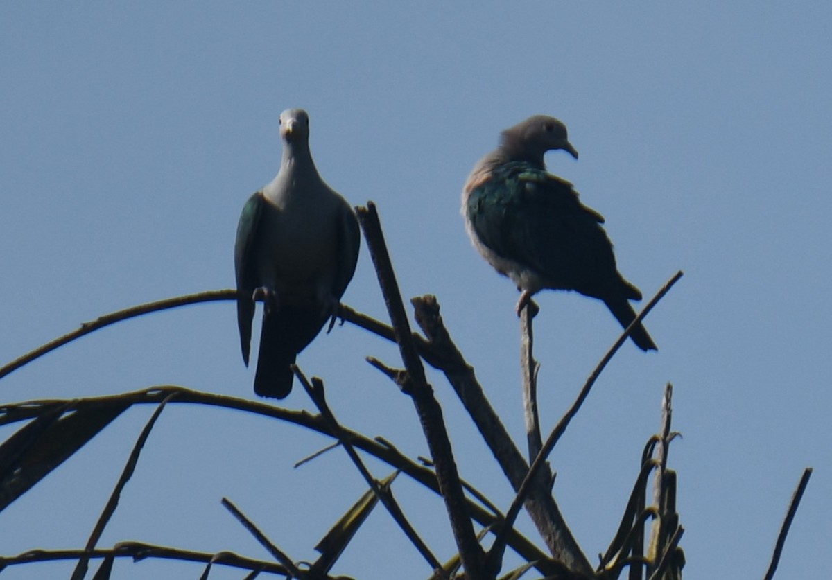 Green Imperial-Pigeon - ML568172071