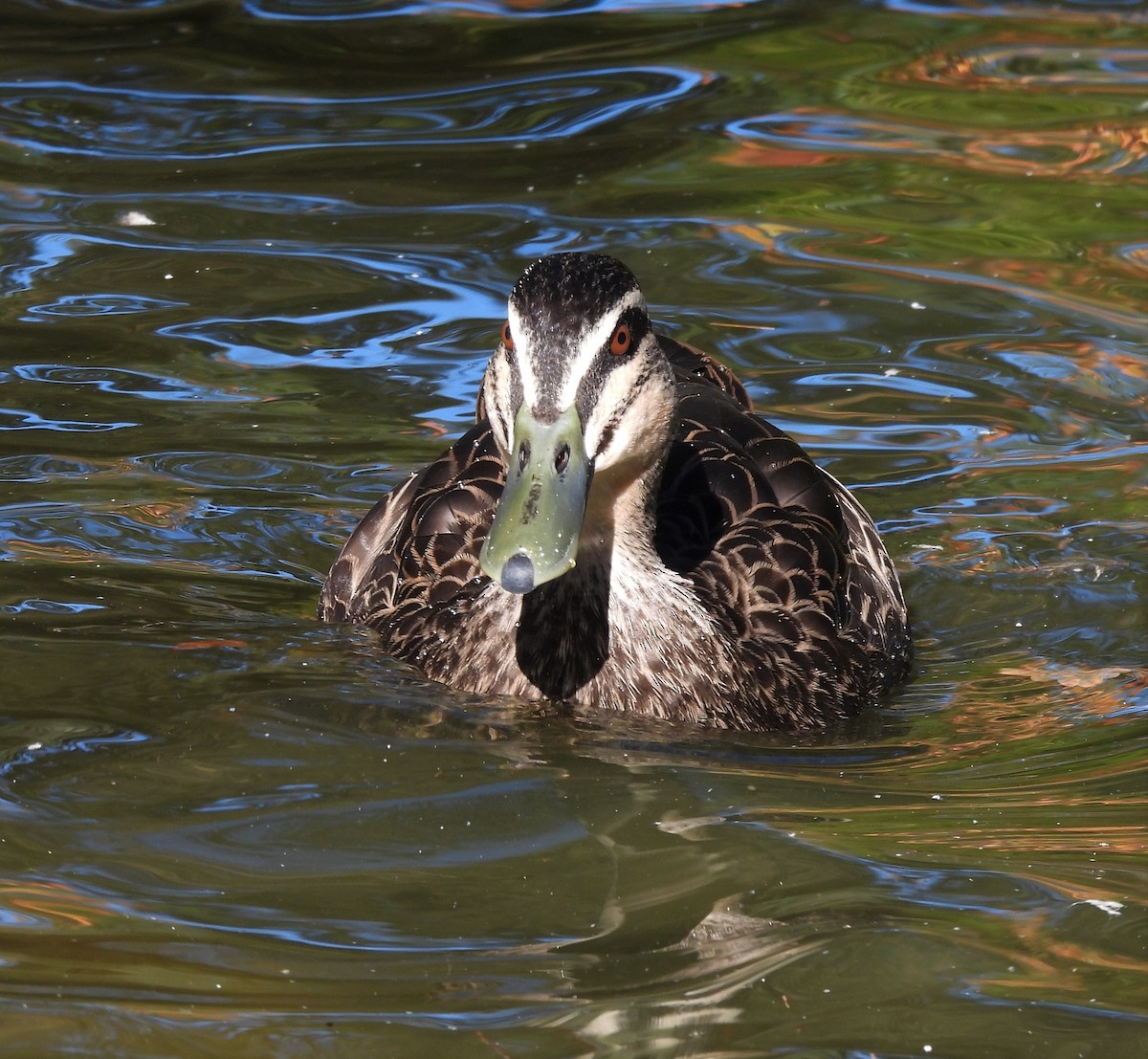 Canard à sourcils - ML568172511