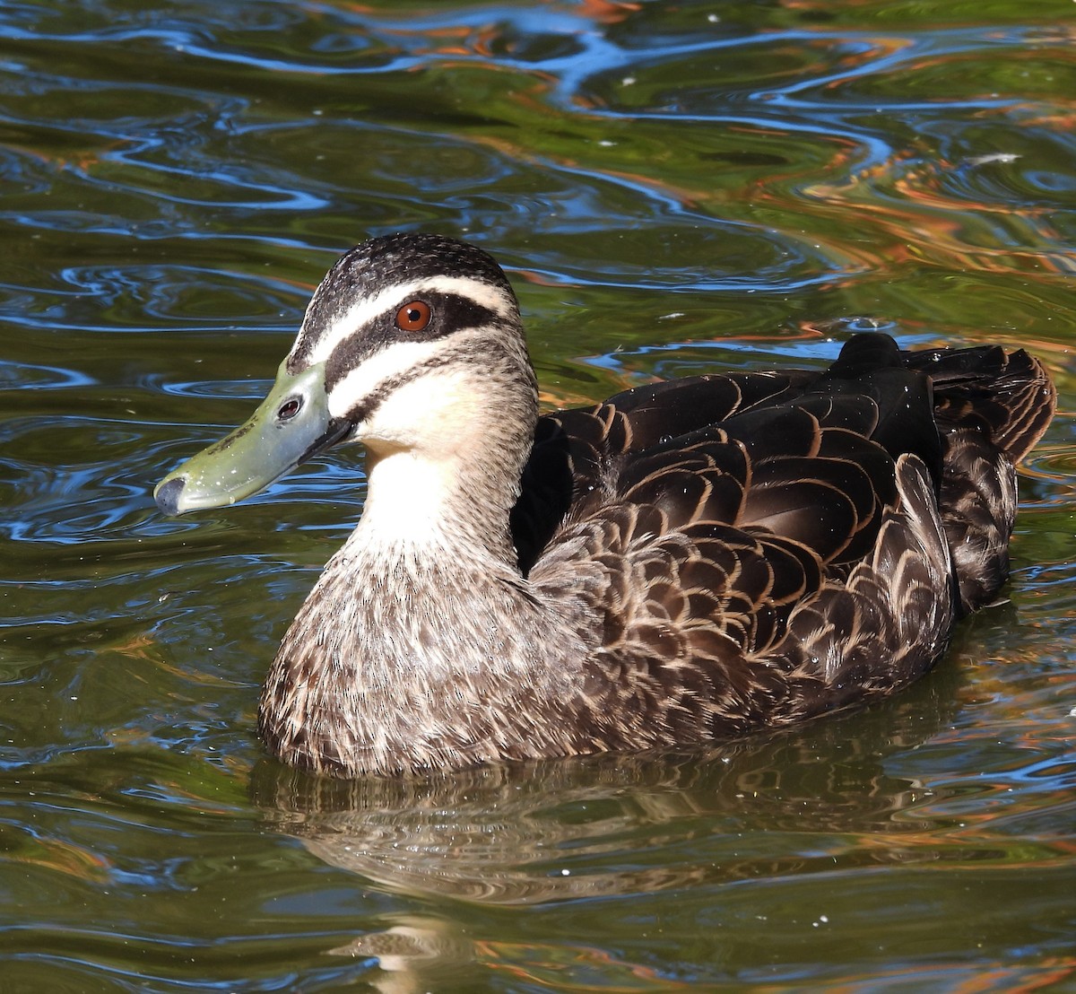 Pacific Black Duck - ML568172521