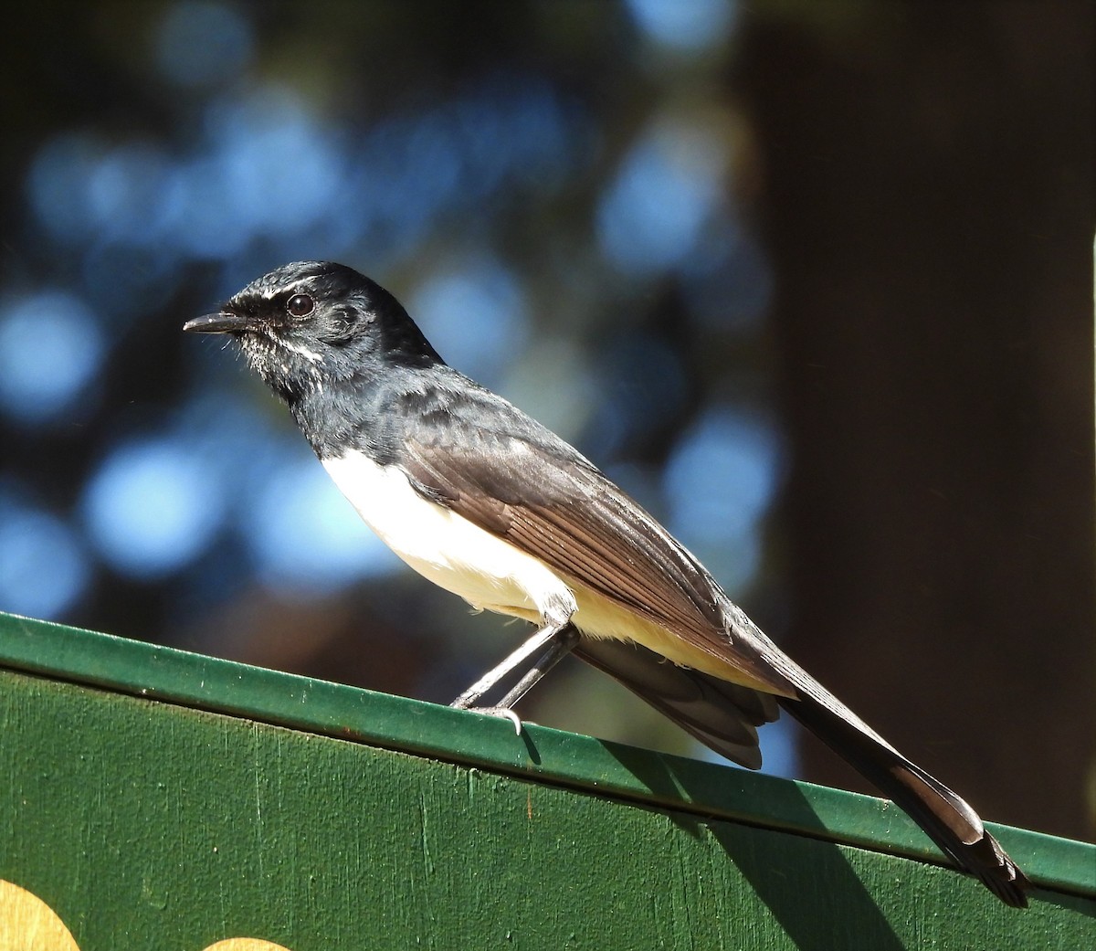 Willie-wagtail - ML568172611