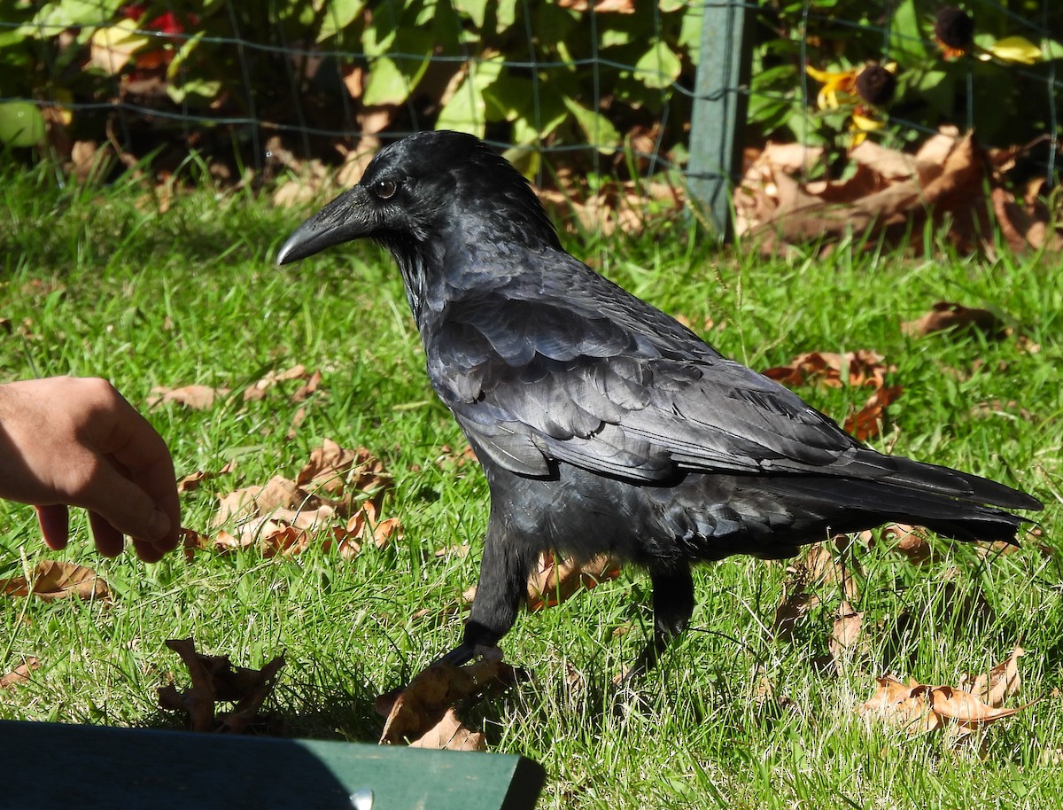 Australian Raven - ML568173171