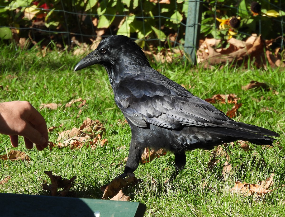 Corbeau d'Australie - ML568173171