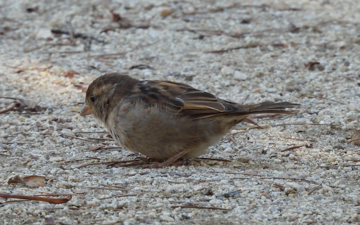 House Sparrow - ML568173481