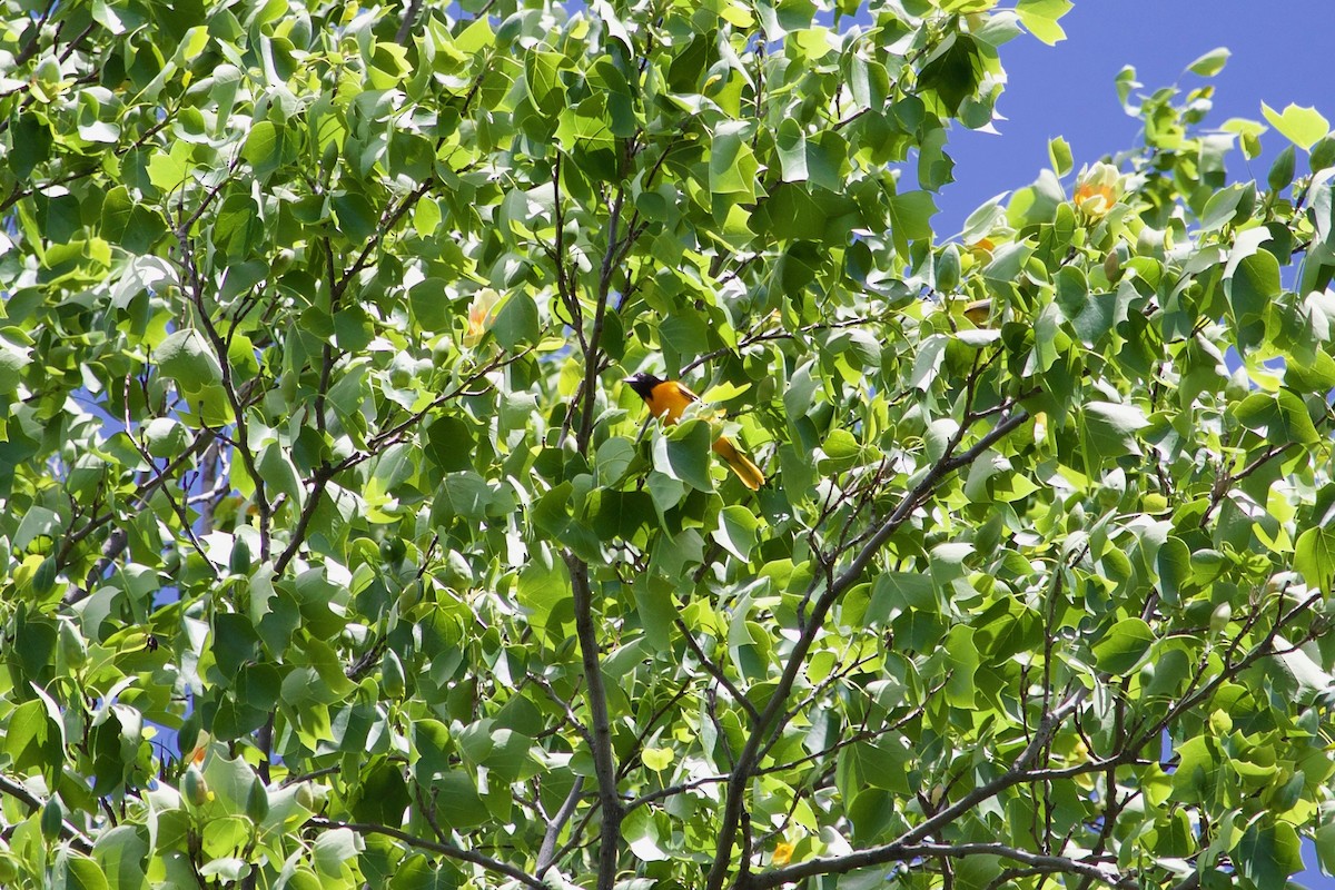 Baltimore Oriole - ML568173521