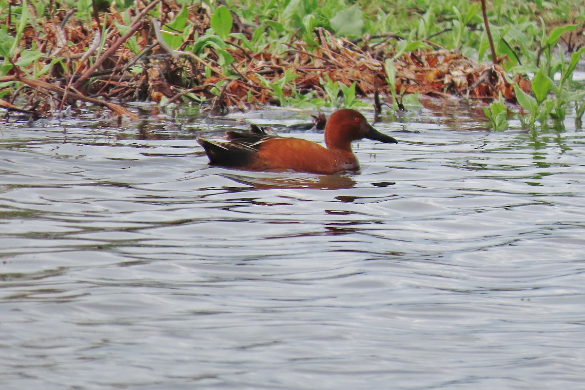 Cinnamon Teal - Craig Johnson