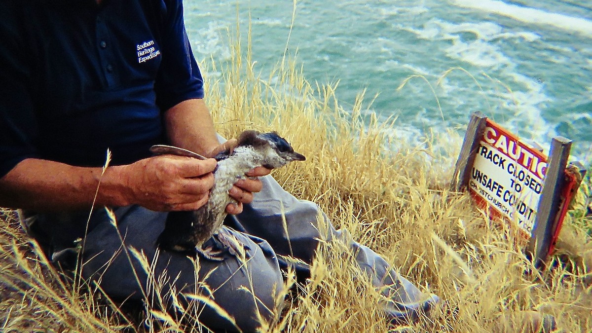 Little Penguin - ML568176831