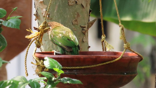 White-cheeked Barbet - ML568177351