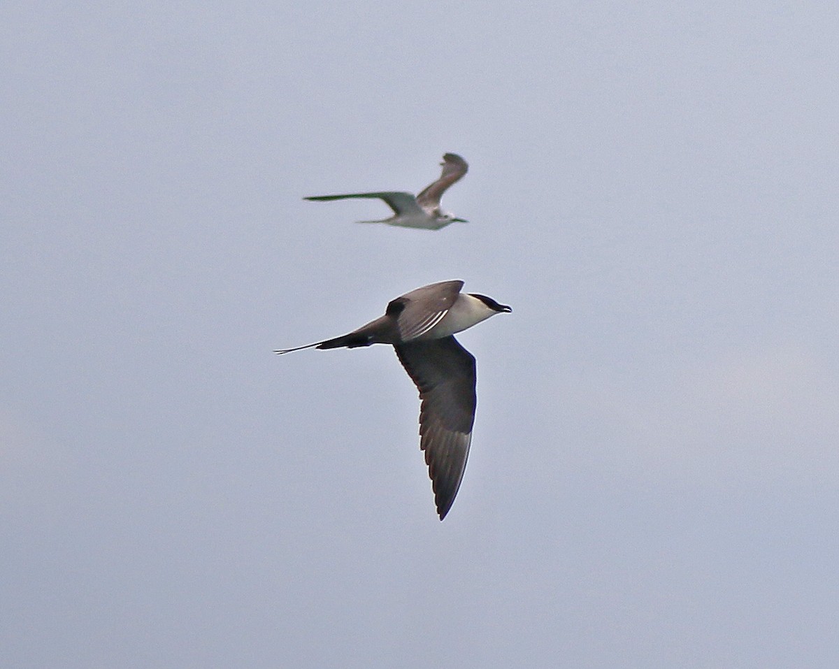 Long-tailed Jaeger - Neoh Hor Kee