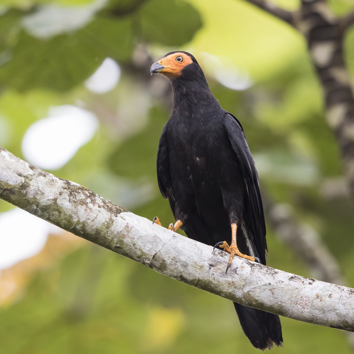 Black Caracara - ML56817821