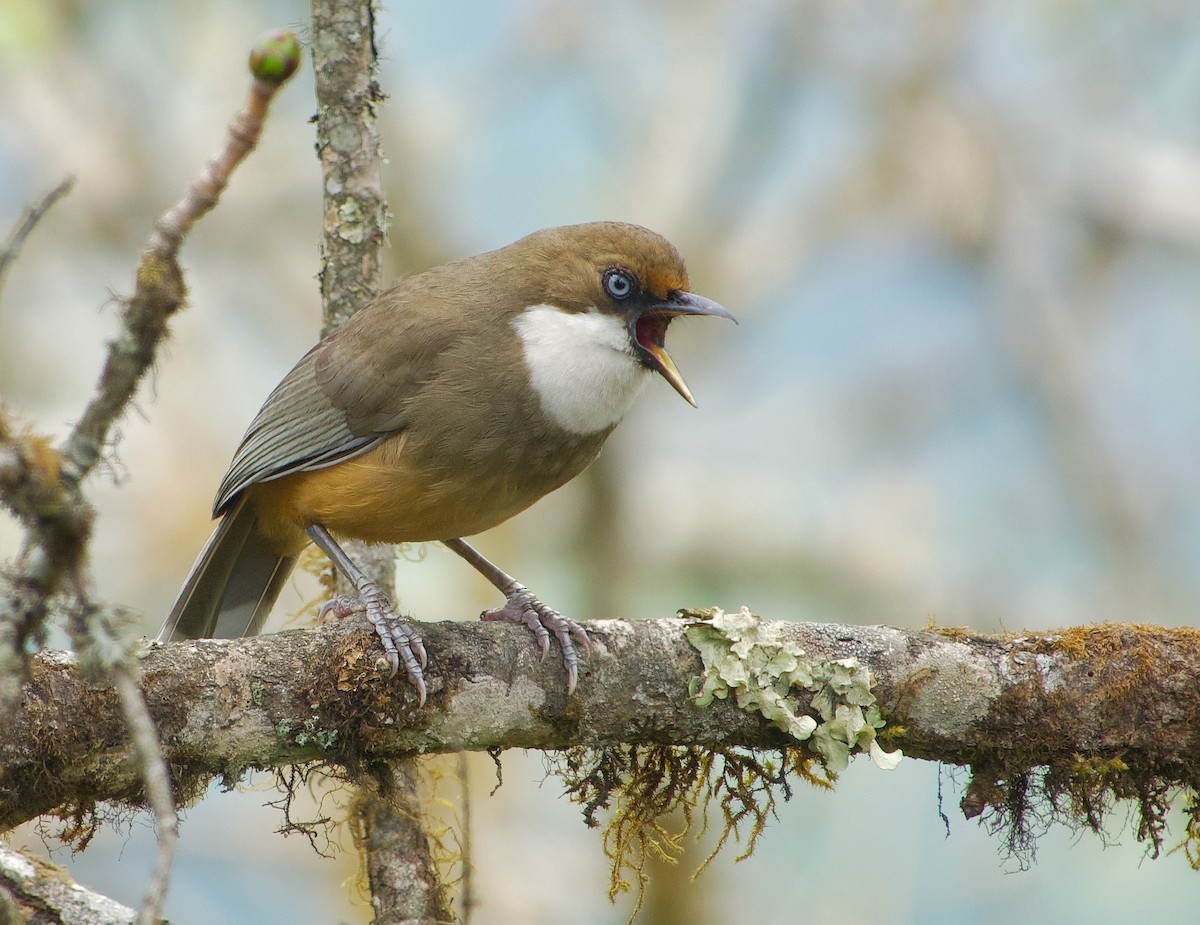 White-throated Laughingthrush - ML568178351