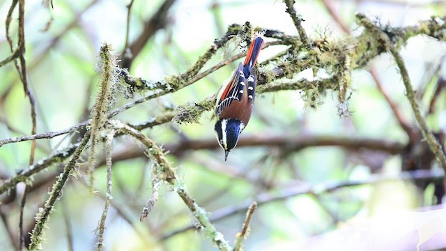 Red-tailed Minla - ML568178741