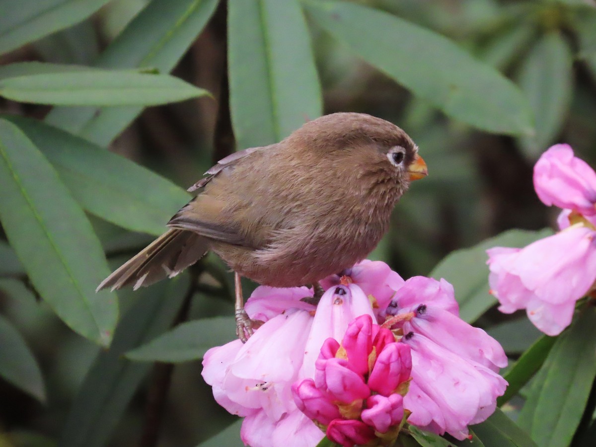 Three-toed Parrotbill - Chunhong LIU