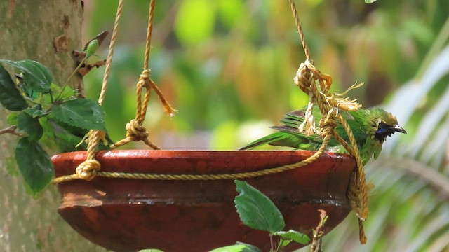 Jerdon's Leafbird - ML568179261