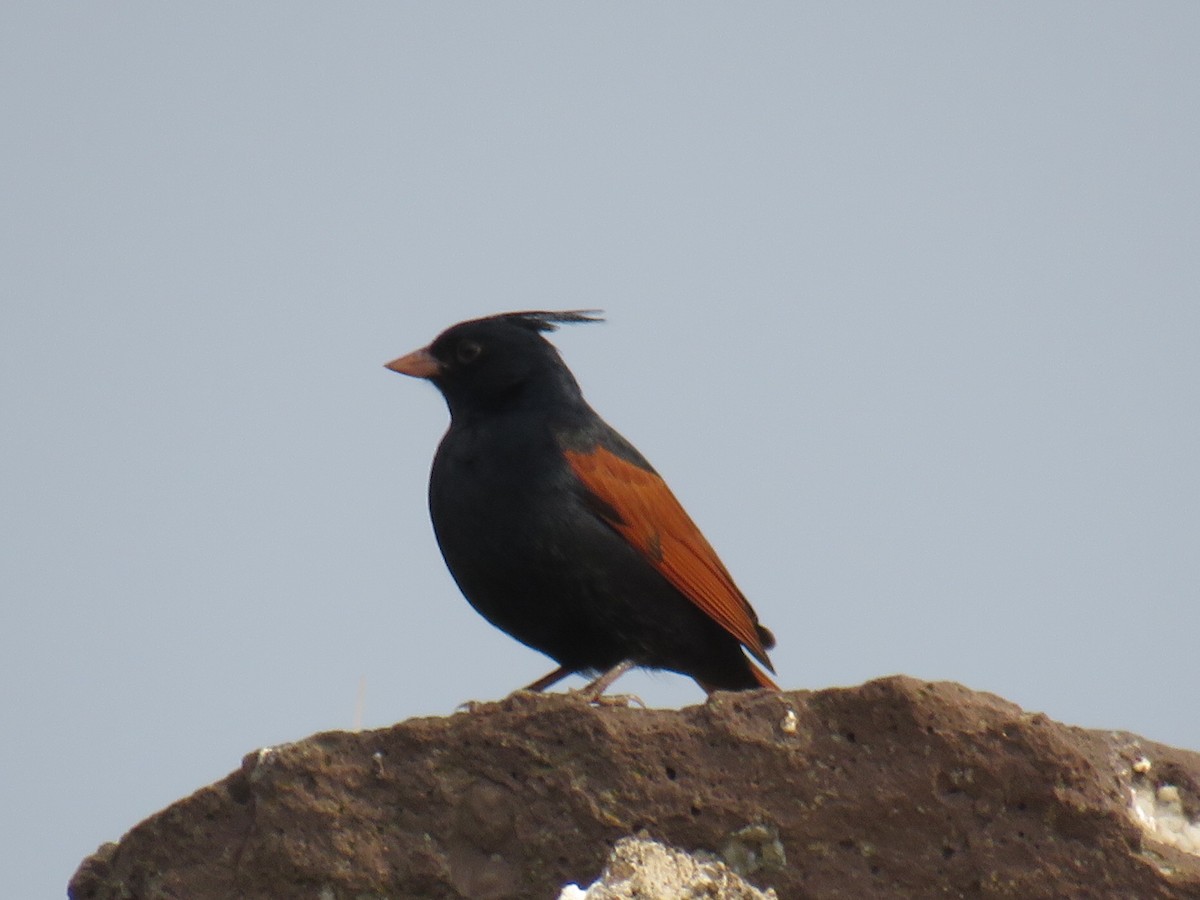 Crested Bunting - ML568180071