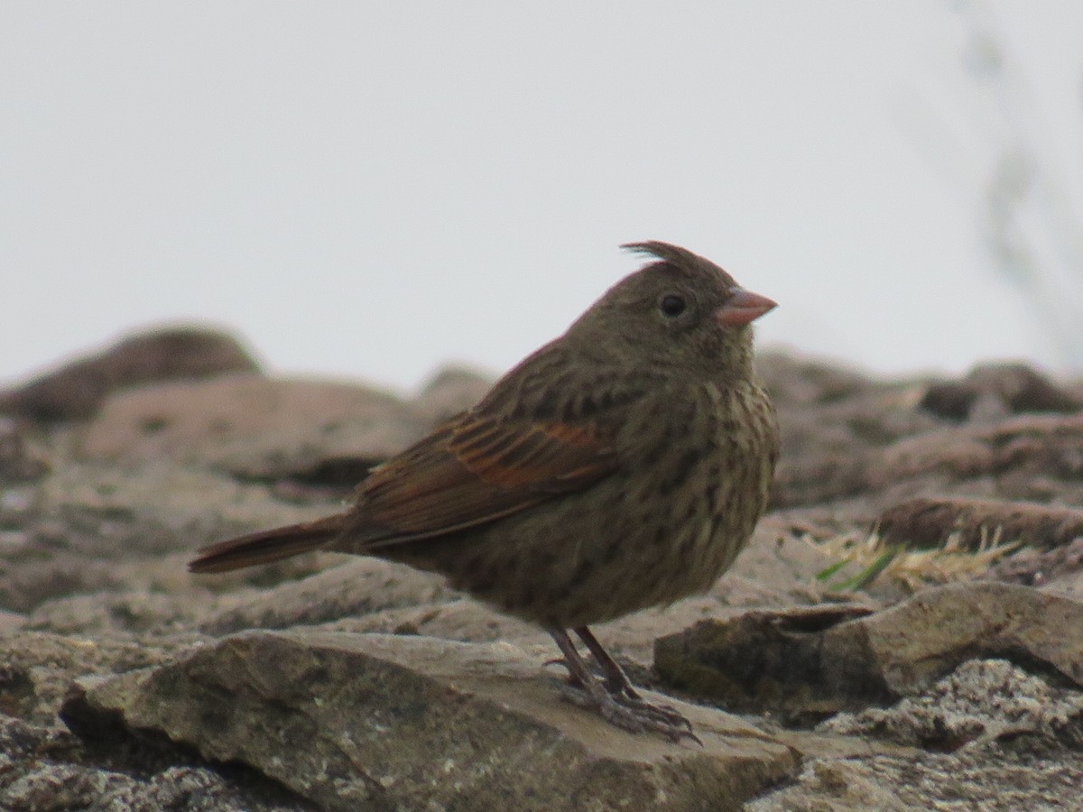 Crested Bunting - ML568180081