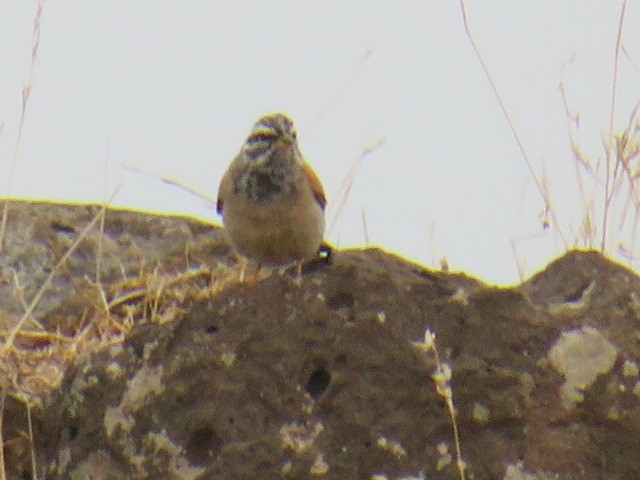 Striolated Bunting - ML568180121