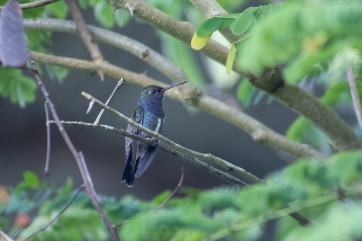 kolibřík safírový - ML568181011