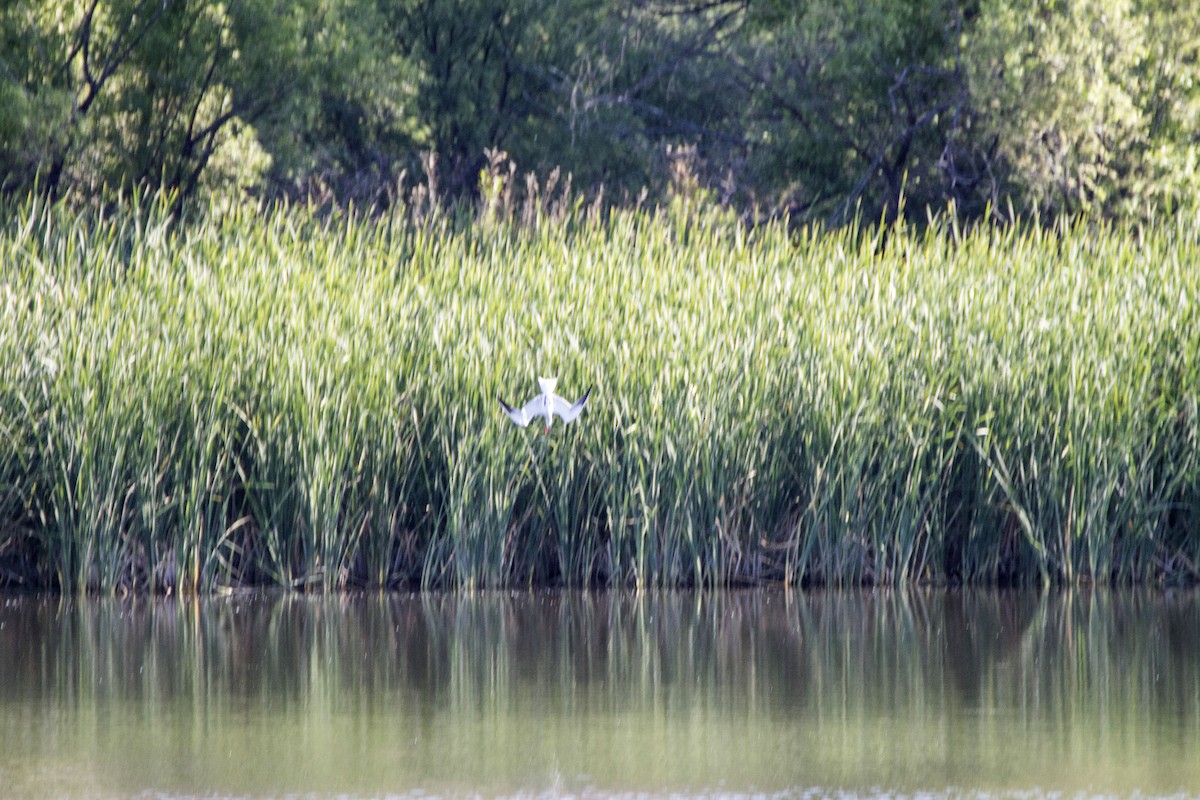 Caspian Tern - ML56818261