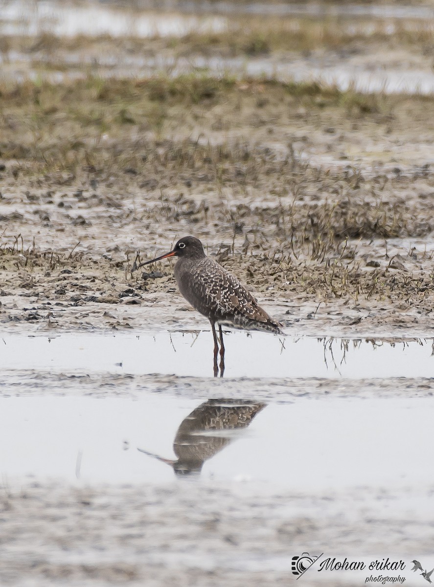 Common/Spotted Redshank - ML568182631
