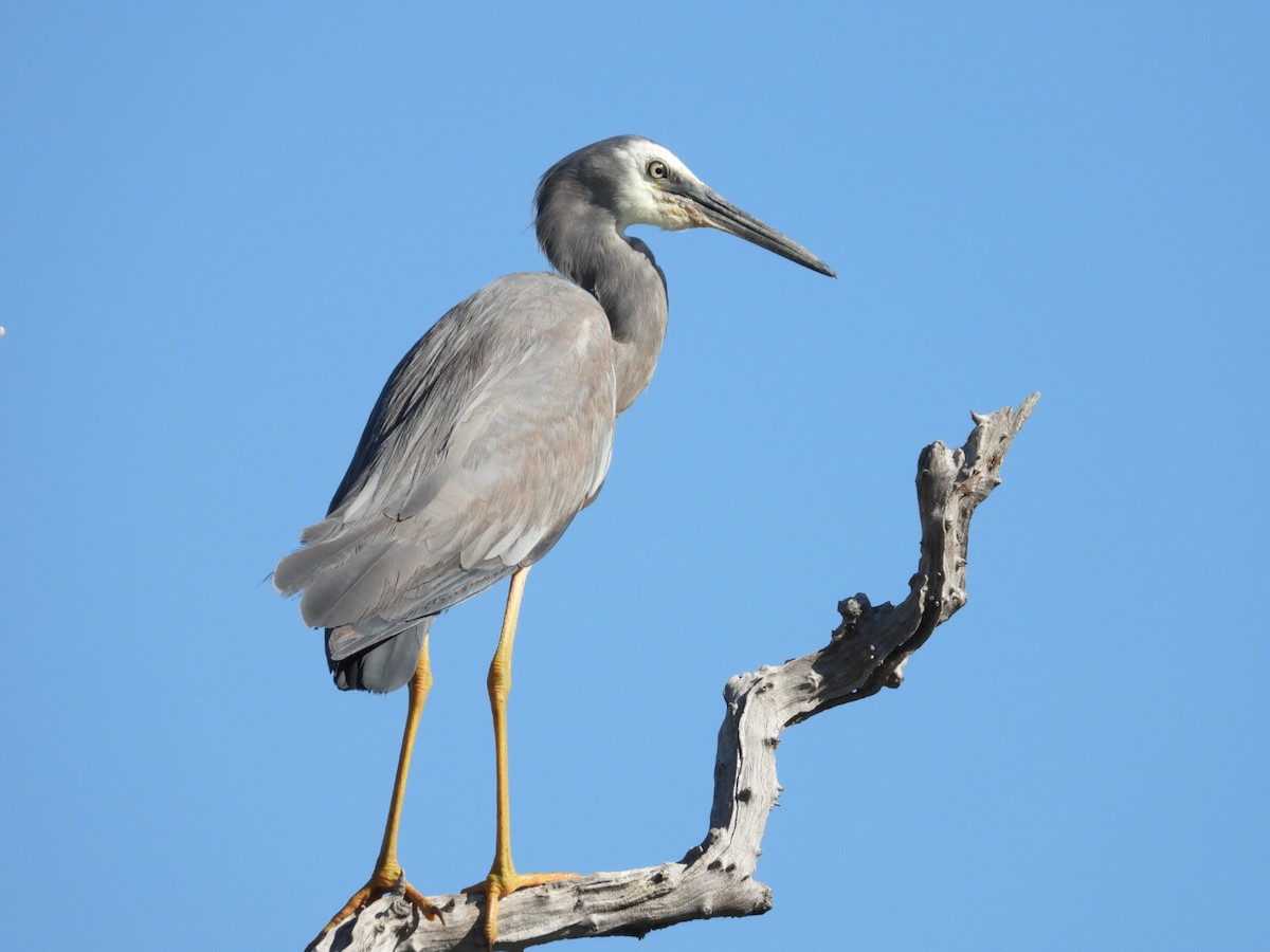 White-faced Heron - ML568183481