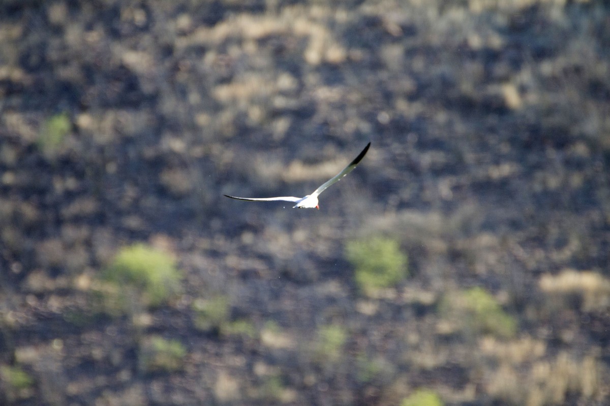 Caspian Tern - ML56818351