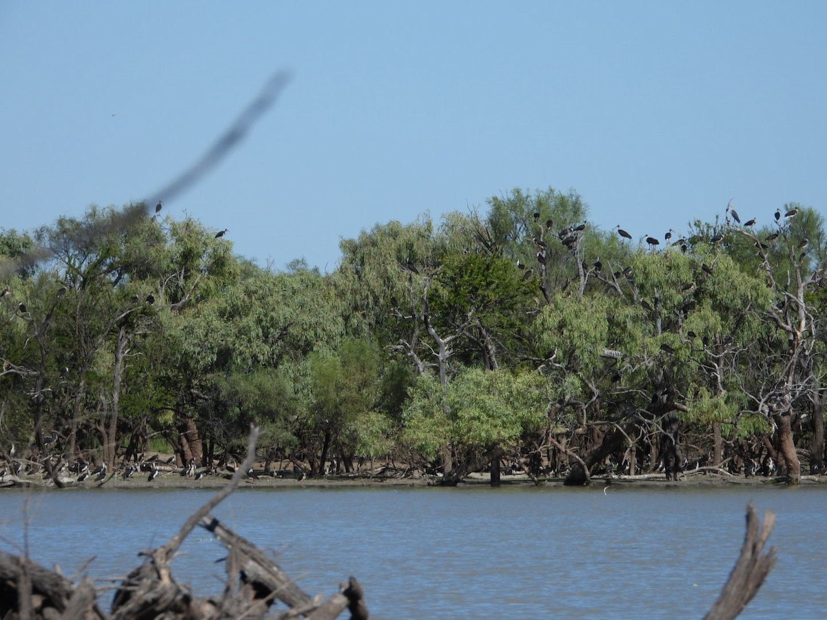 Straw-necked Ibis - Luke Enright