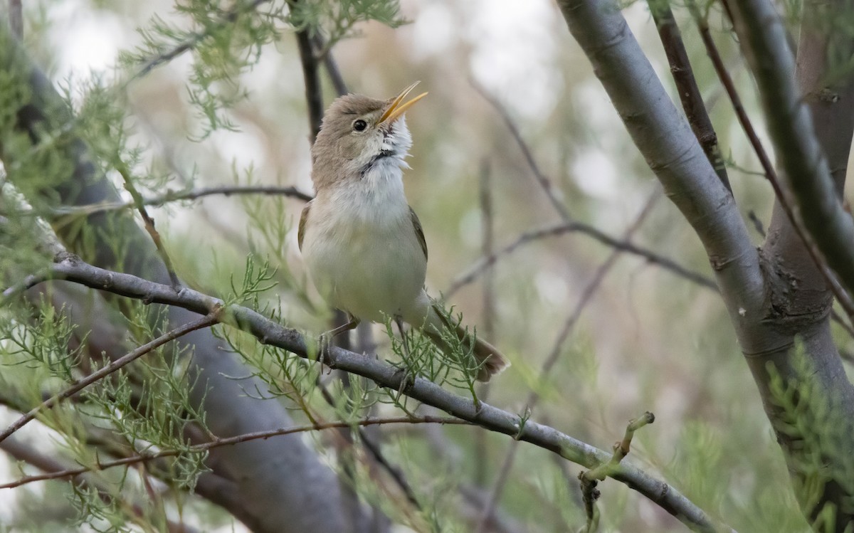 Western Olivaceous Warbler - ML568184751