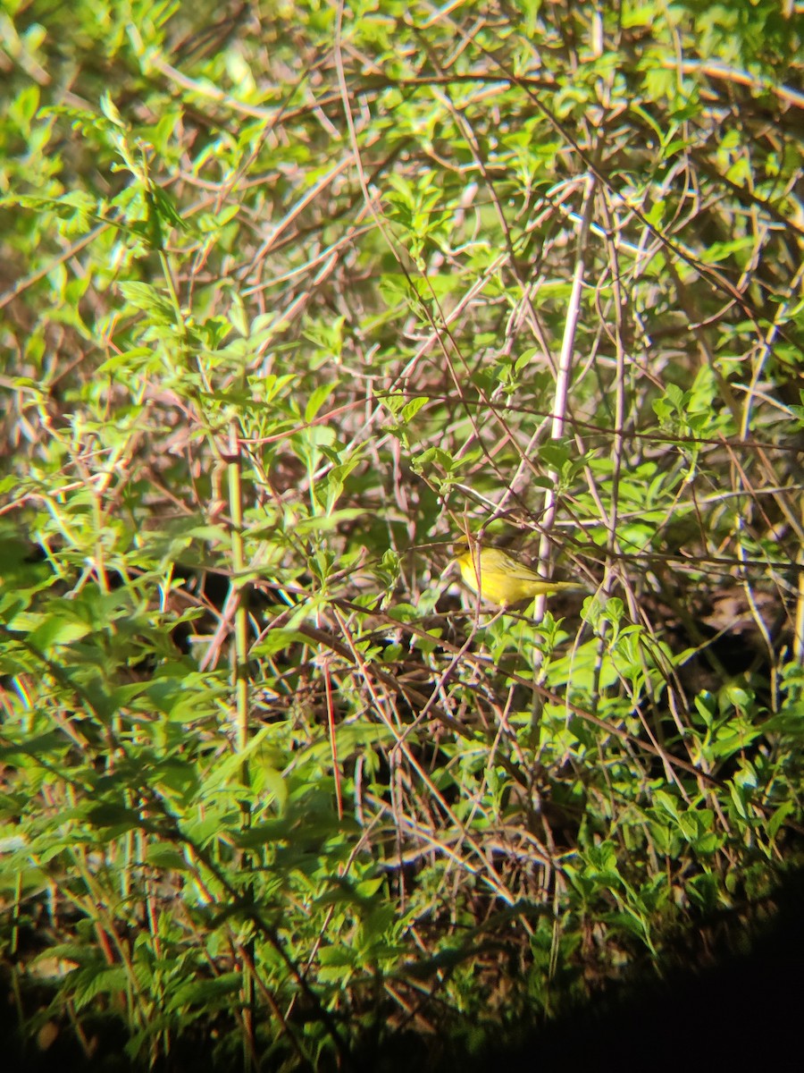 Yellow Warbler - ML568184961