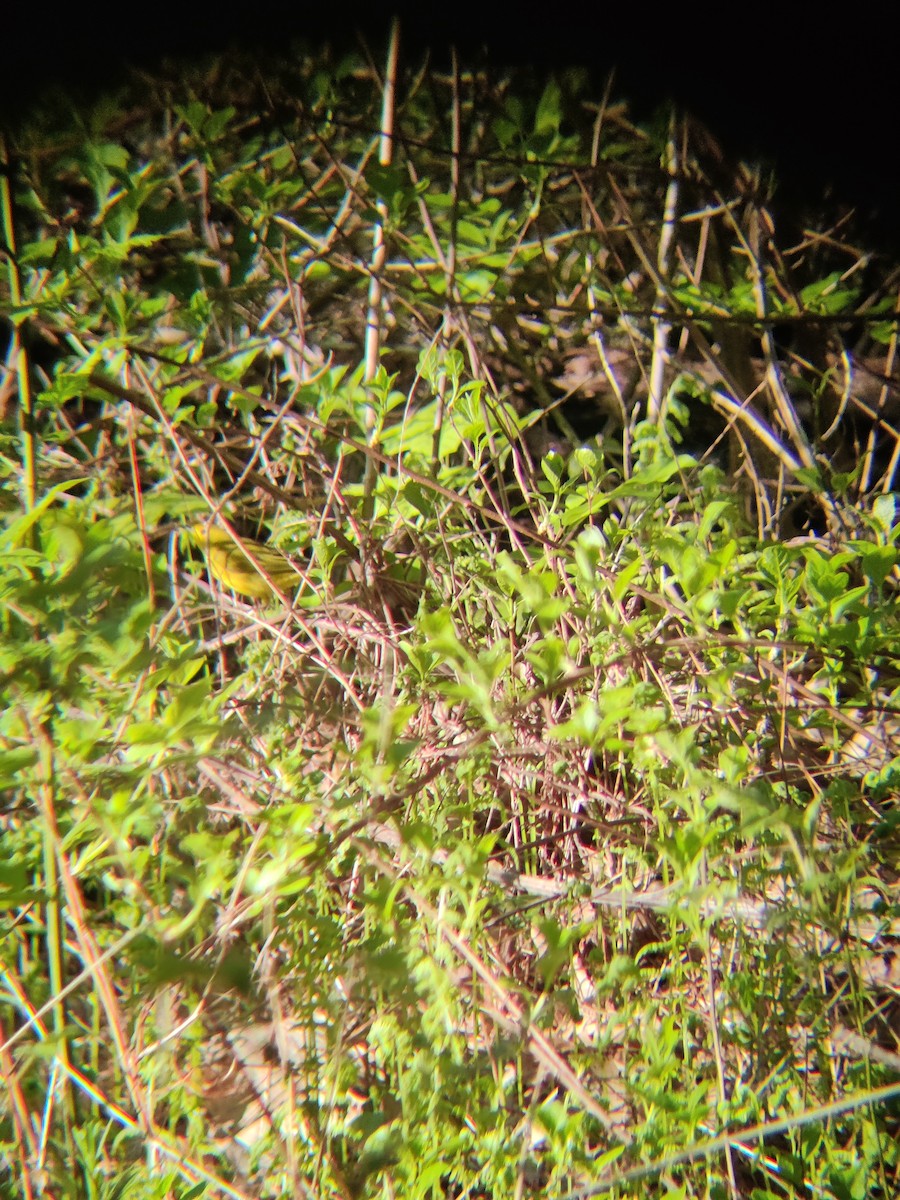 Yellow Warbler - ML568184981