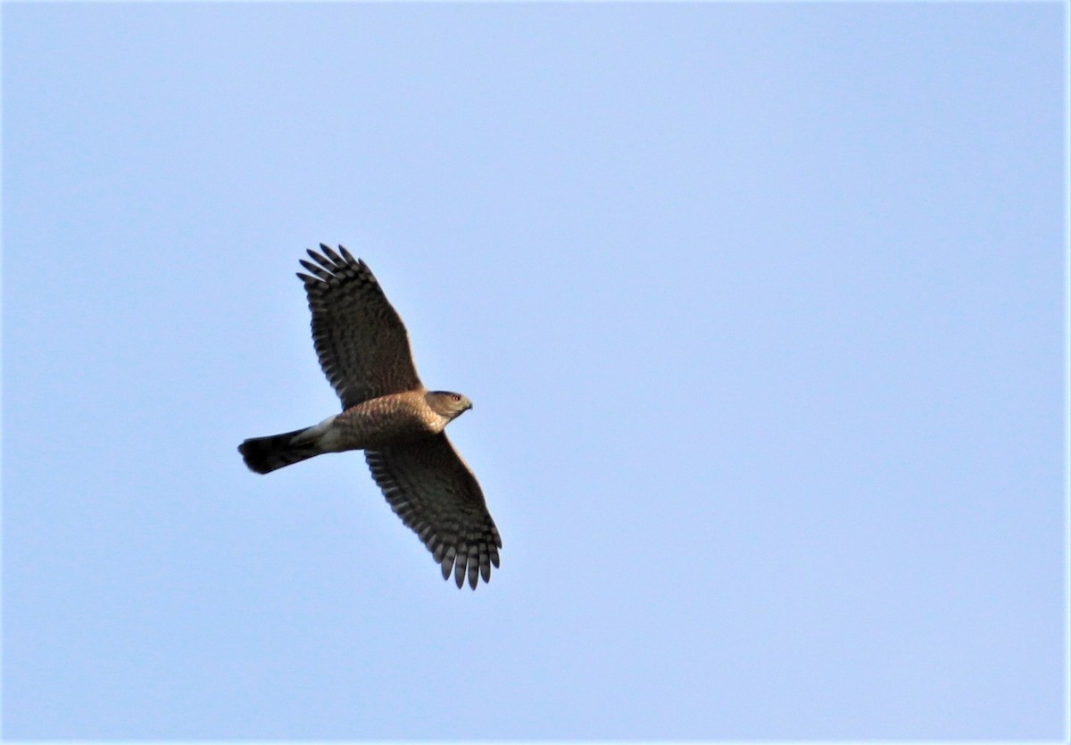 Cooper's Hawk - ML56818531