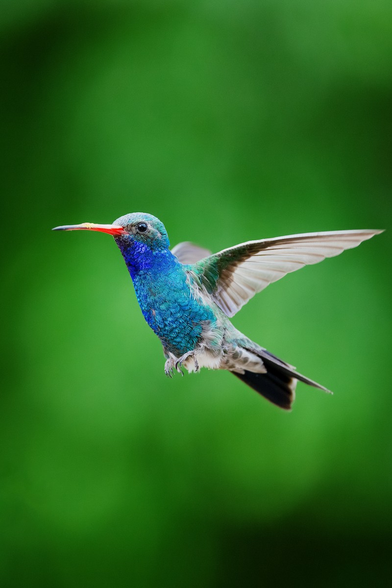 Broad-billed Hummingbird - ML568186941