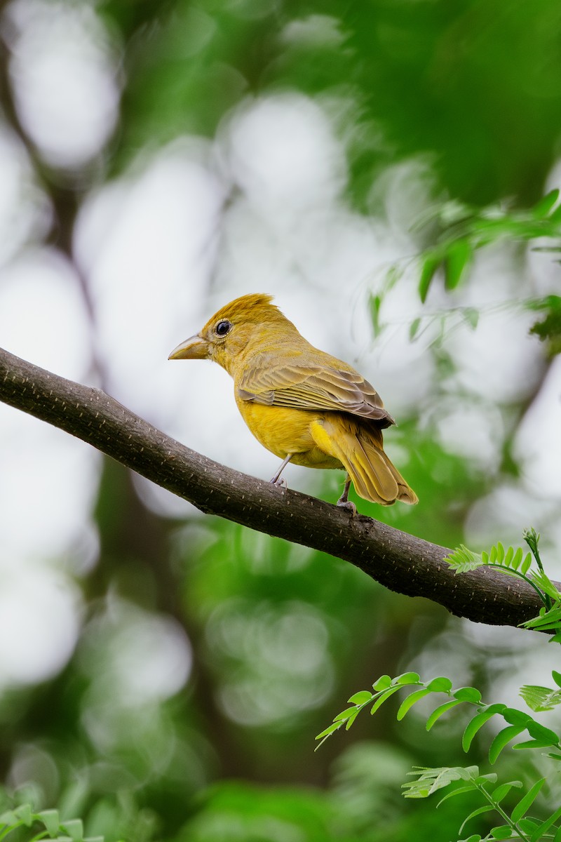 Summer Tanager - ML568187271