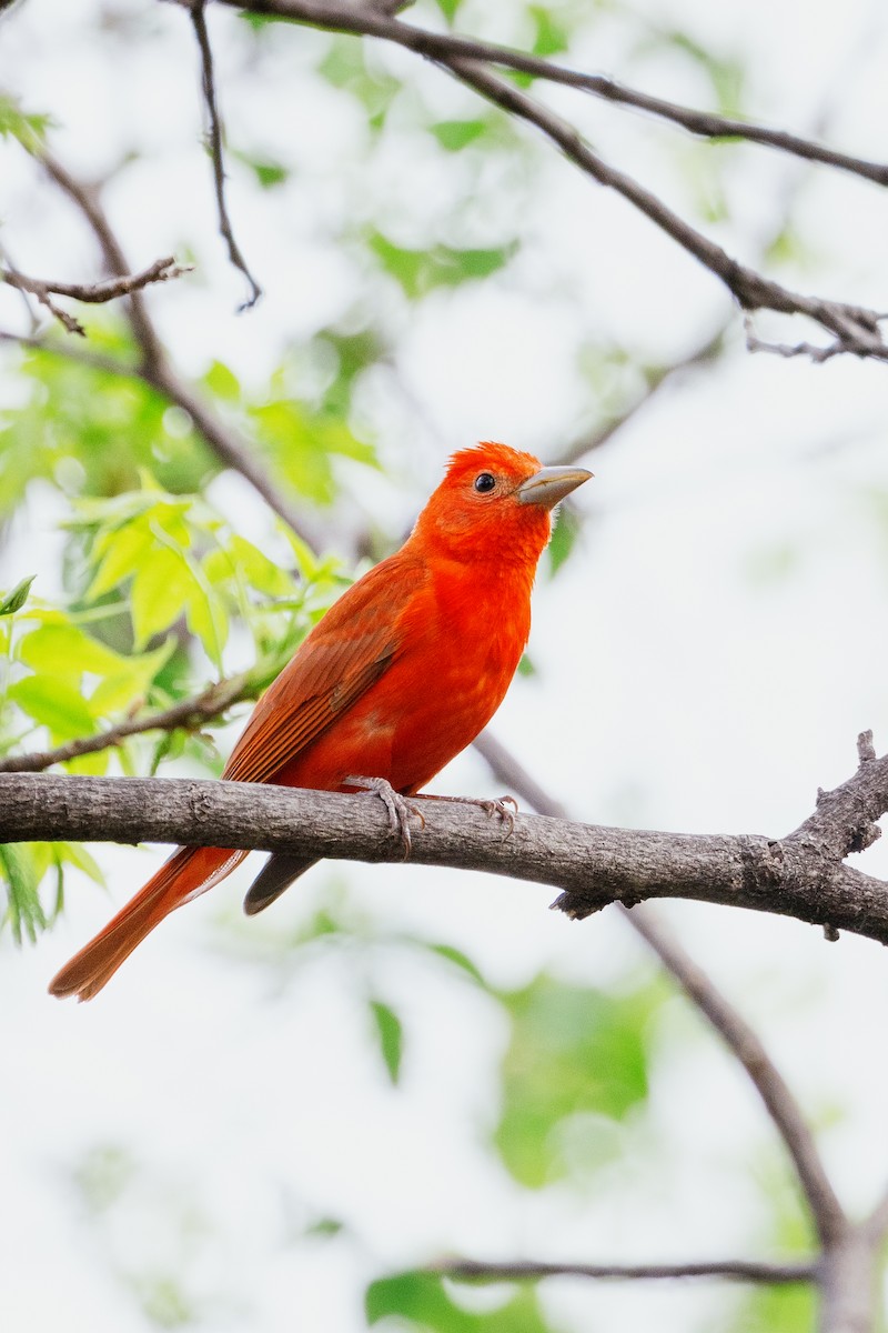 Summer Tanager - ML568187371