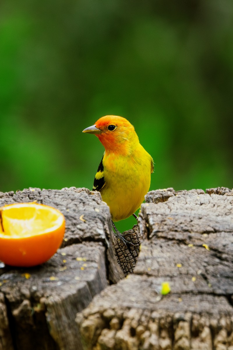 Western Tanager - ML568187381